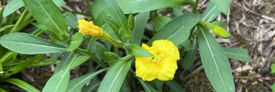 Evening Primrose