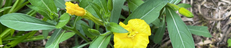 Evening Primrose