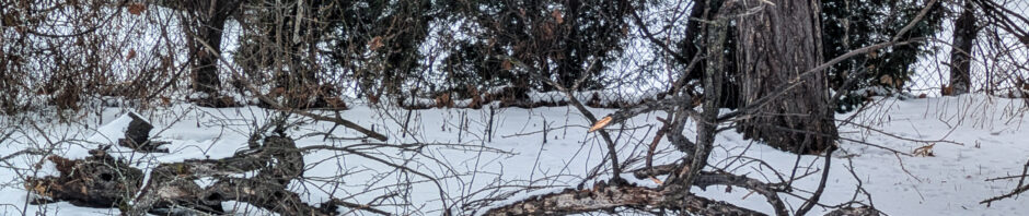 fallen crabapple tree